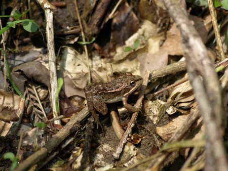 f:id:banbiyan:20080430105805j:image