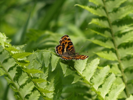 f:id:banbiyan:20080430110549j:image