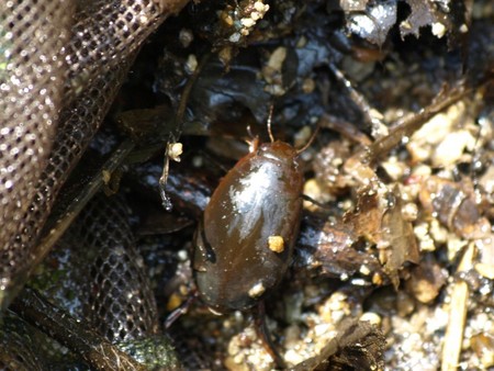 f:id:banbiyan:20080430112034j:image