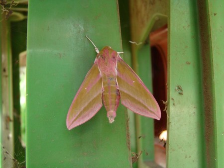 f:id:banbiyan:20080504130739j:image f:id:banbiyan:20080504130739j:image