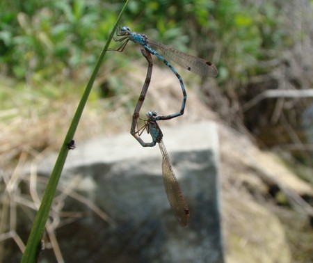 f:id:banbiyan:20080507103528j:image f:id:banbiyan:20080507103528j:image