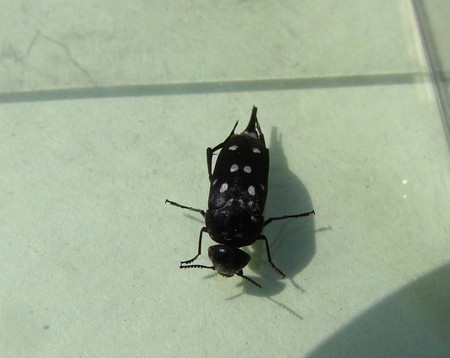 f:id:banbiyan:20080507135416j:image f:id:banbiyan:20080507135416j:image