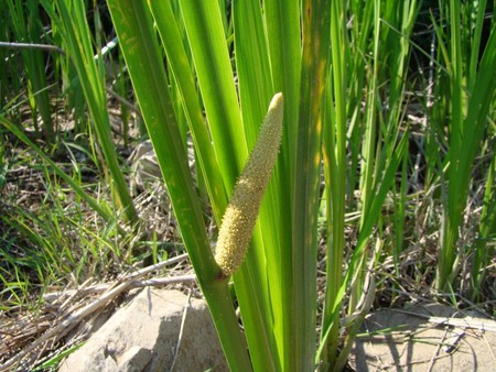 f:id:banbiyan:20080515145430j:image f:id:banbiyan:20080515145430j:image