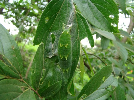 f:id:banbiyan:20080524094702j:image f:id:banbiyan:20080524094702j:image