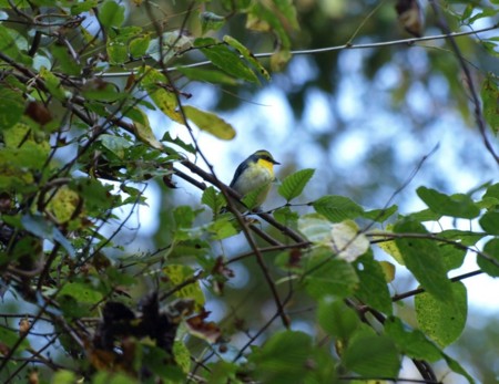 f:id:banbiyan:20081027103524j:image