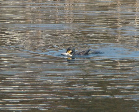 f:id:banbiyan:20090105142254j:image f:id:banbiyan:20090105142254j:image