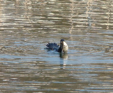 f:id:banbiyan:20090105142305j:image f:id:banbiyan:20090105142305j:image