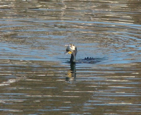 f:id:banbiyan:20090105142311j:image f:id:banbiyan:20090105142311j:image