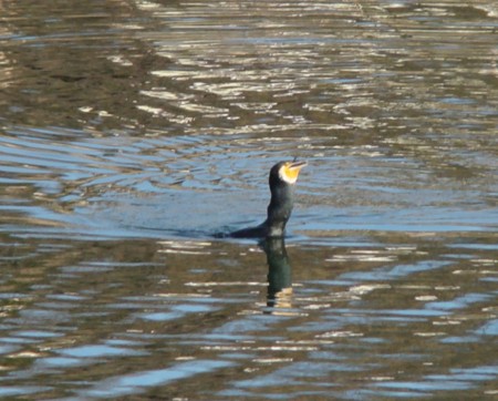 f:id:banbiyan:20090105142315j:image f:id:banbiyan:20090105142315j:image