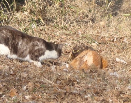 f:id:banbiyan:20090119133011j:image