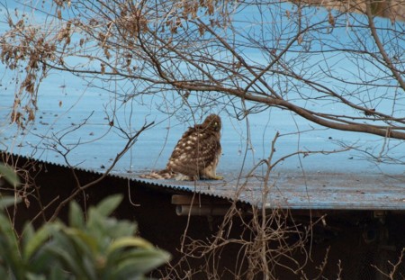 f:id:banbiyan:20090124115643j:image