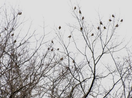 f:id:banbiyan:20090226080414j:image