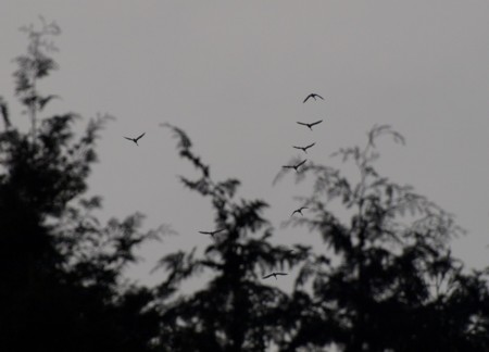 f:id:banbiyan:20090226084321j:image