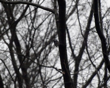 f:id:banbiyan:20090226085952j:image