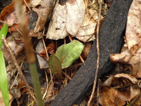 f:id:banbiyan:20090226094130j:image