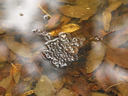 f:id:banbiyan:20090226095443j:image