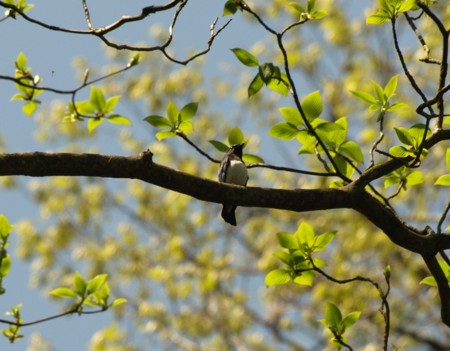 f:id:banbiyan:20090422103913j:image