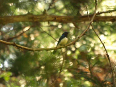 f:id:banbiyan:20090422104000j:image