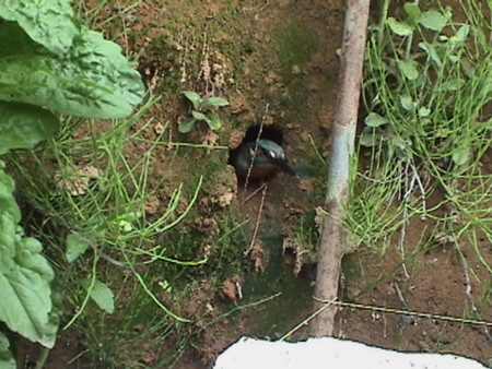 f:id:banbiyan:20090504064523j:image