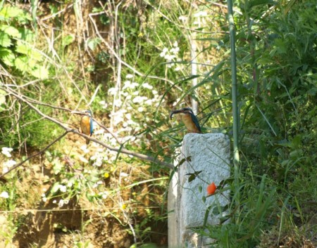 f:id:banbiyan:20090520083849j:image