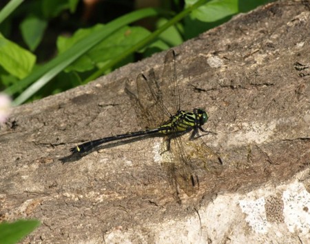 f:id:banbiyan:20090525080504j:image