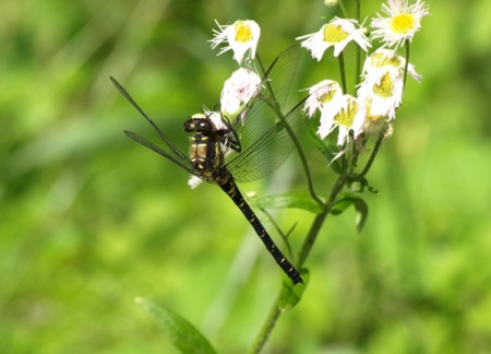 f:id:banbiyan:20090525080847j:image