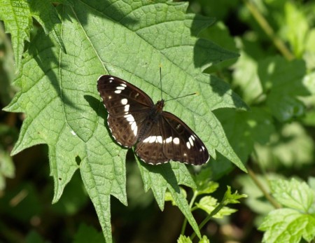 f:id:banbiyan:20090525082500j:image