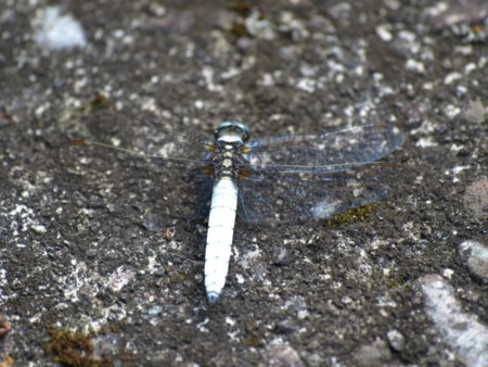 f:id:banbiyan:20090525082940j:image