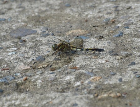 f:id:banbiyan:20090525083025j:image