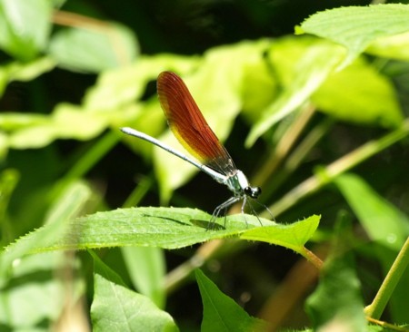 f:id:banbiyan:20090525094835j:image