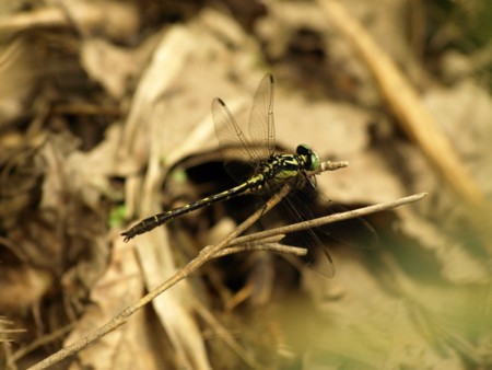 f:id:banbiyan:20090525101204j:image