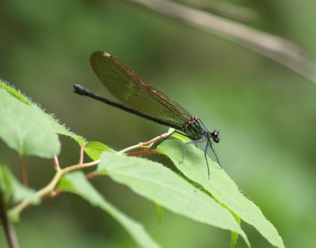 f:id:banbiyan:20090525101329j:image