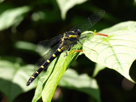 f:id:banbiyan:20090617113723j:image