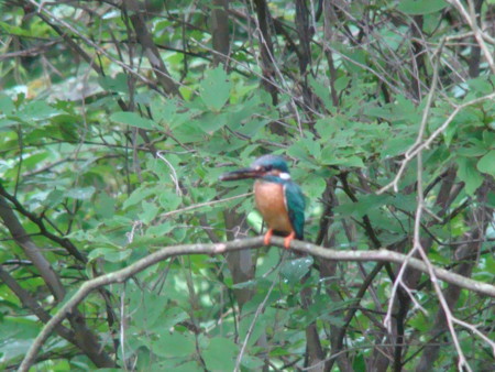 f:id:banbiyan:20090624105040j:image
