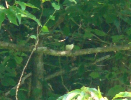 f:id:banbiyan:20090629071648j:image