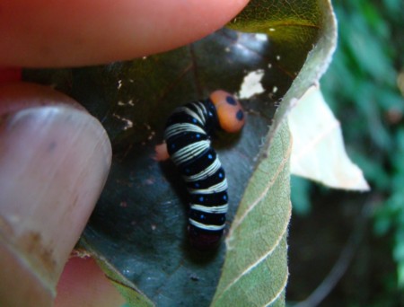 f:id:banbiyan:20090629083558j:image