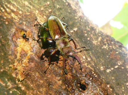 f:id:banbiyan:20090629084655j:image