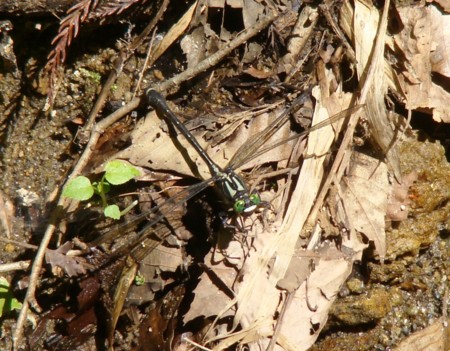 f:id:banbiyan:20090629085439j:image