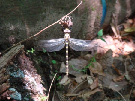 f:id:banbiyan:20090629085827j:image