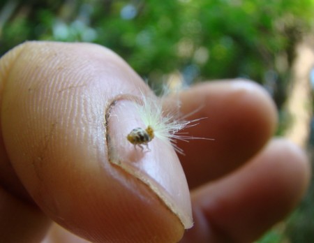 f:id:banbiyan:20090629090928j:image