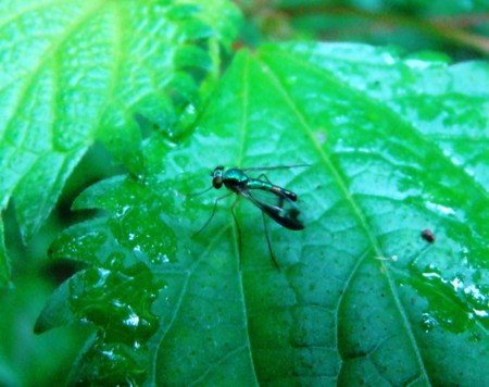 f:id:banbiyan:20090629092639j:image