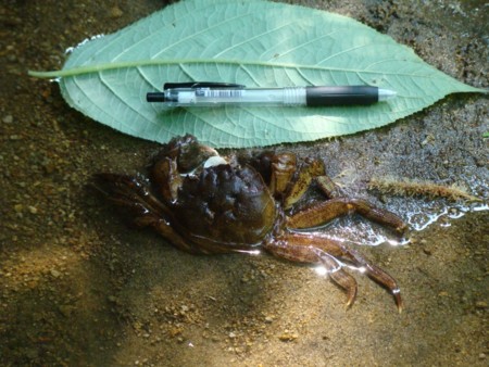 f:id:banbiyan:20090629092940j:image