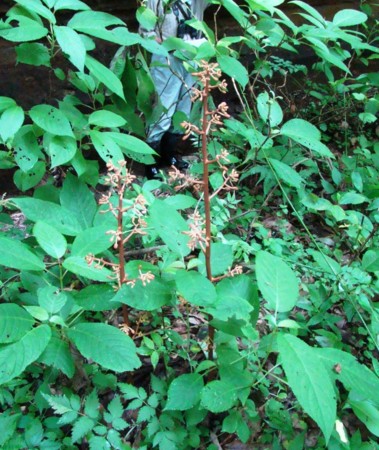 f:id:banbiyan:20090629093446j:image