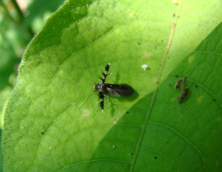 f:id:banbiyan:20090629093845j:image