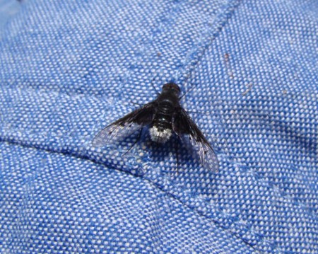 f:id:banbiyan:20090629094943j:image