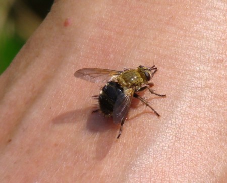 f:id:banbiyan:20090629095119j:image