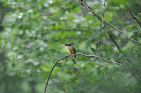 f:id:banbiyan:20090706073726j:image