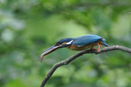 f:id:banbiyan:20090706073841j:image