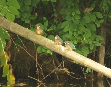 f:id:banbiyan:20090711104549j:image
