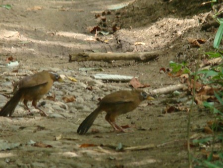 ガビチョウ採餌中